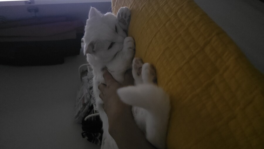 고양이 쪼물딱쪼물딱 하는중_1.jpg