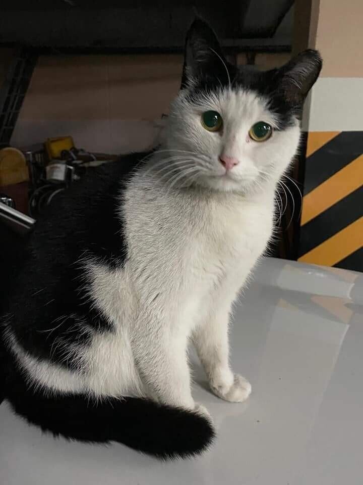 길고양이 양락이_1.jpg