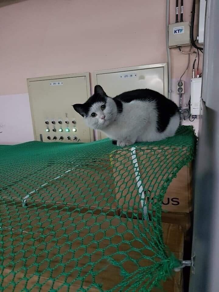 길고양이 양락이_2.jpg