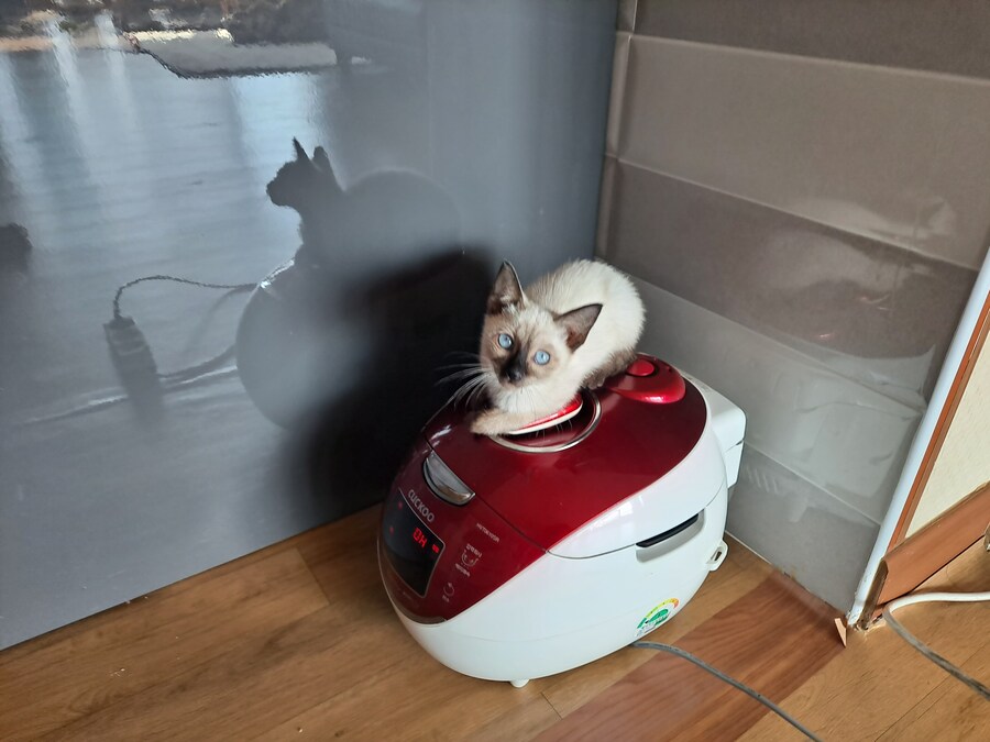 압력밥솥으로 모카빵 구웠습니다!!_1.jpg