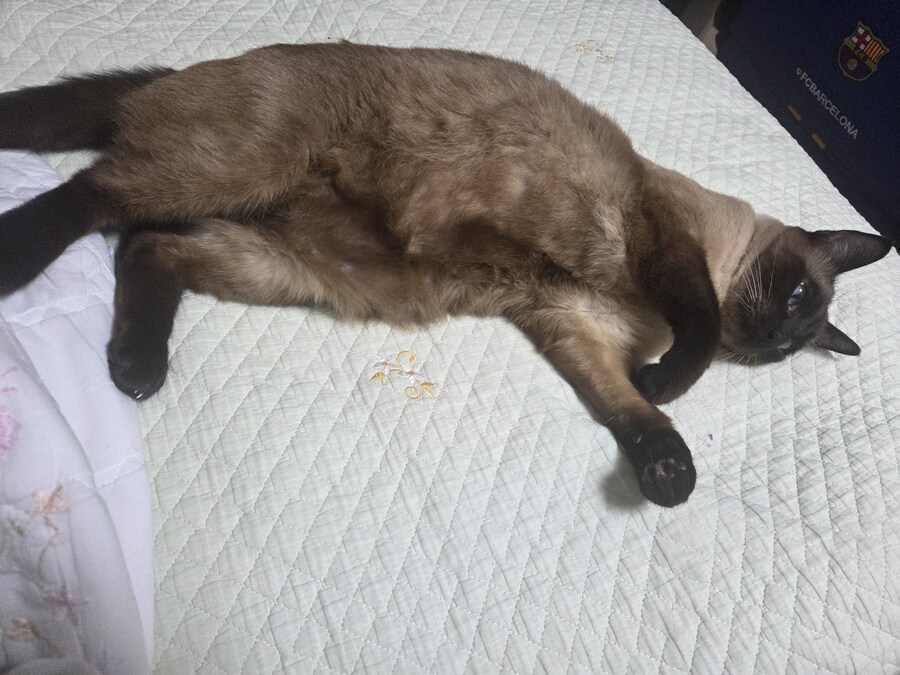 압력밥솥으로 모카빵 구웠습니다!!_6.jpg