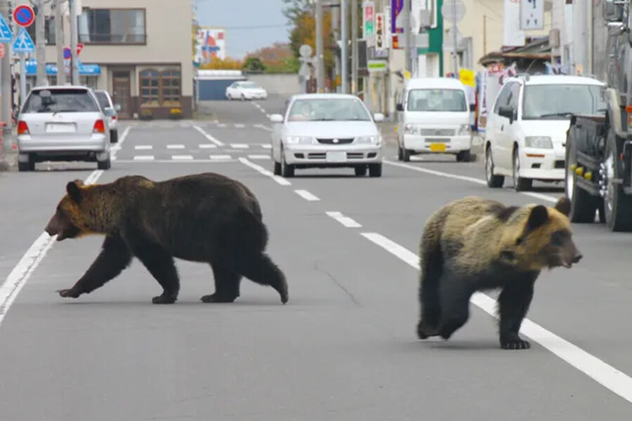 일본에서 사냥꾼으로 일하며 최신 건프라를 사려면?_3.jpg
