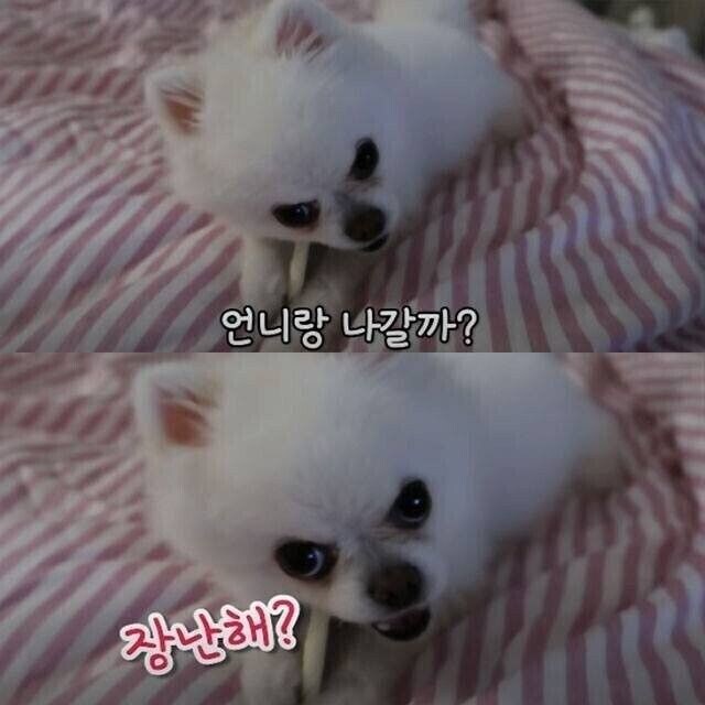 산책 7번 당한 댕댕이_3.jpg