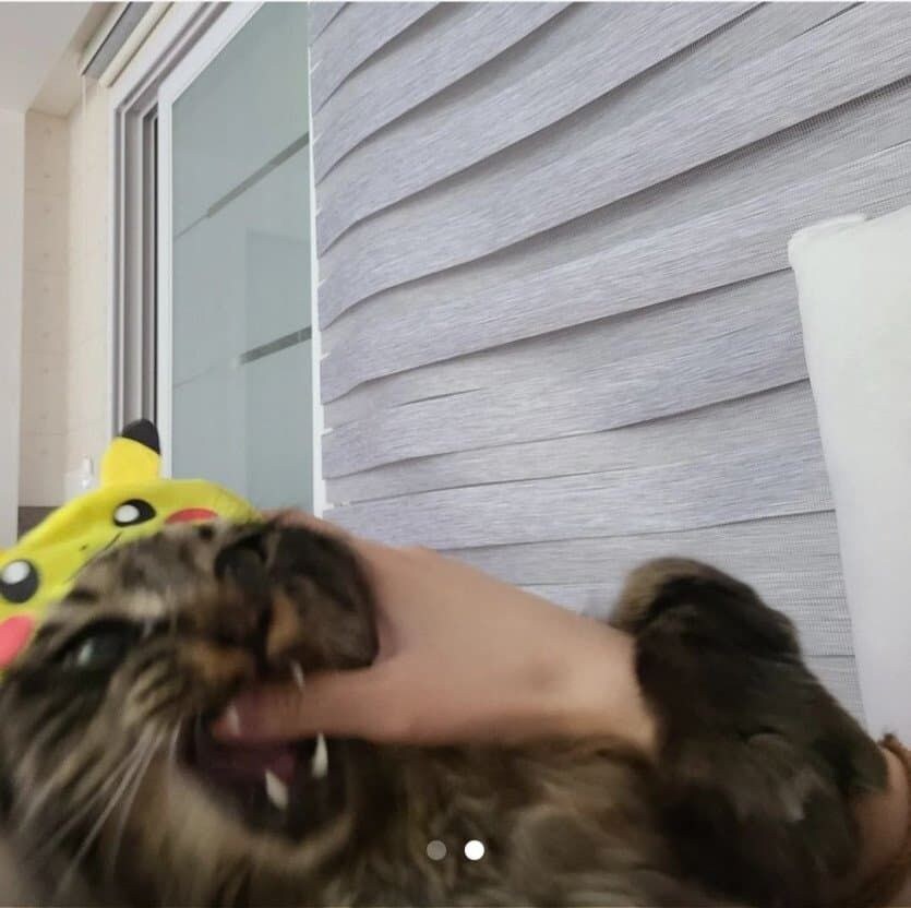 고양이 모자를 중고로 팔게 된 이유_2.jpg