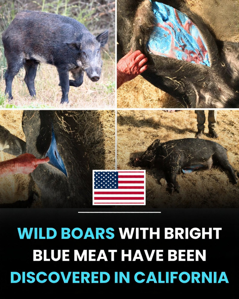 약혐) 미국 멧돼지 근황_1.jpg
