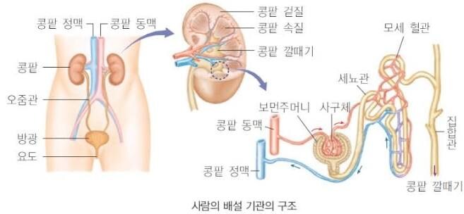 "항문은 배설기관!"짤의 사소한 오류_2.jpg