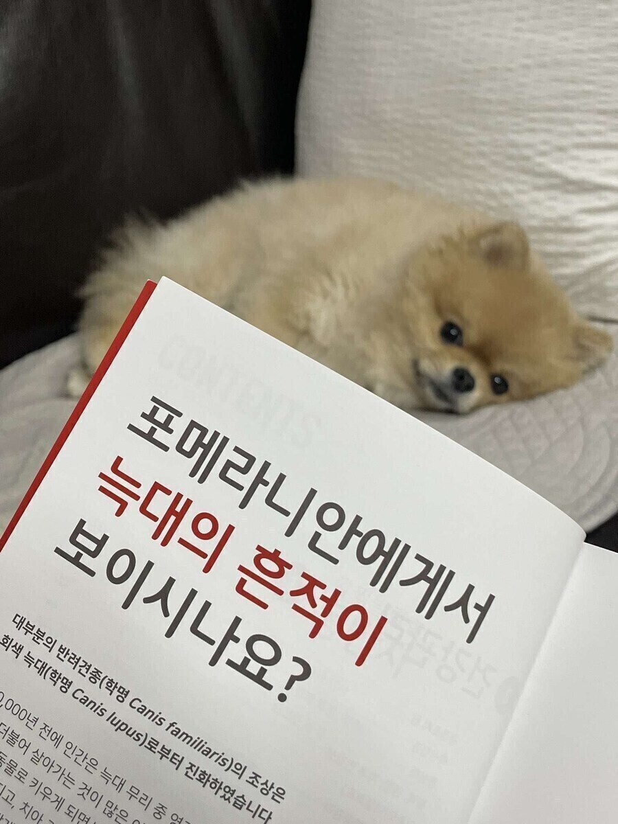포메라니안에게서 늑대의 흔적이 보이시나요?_1.jpg