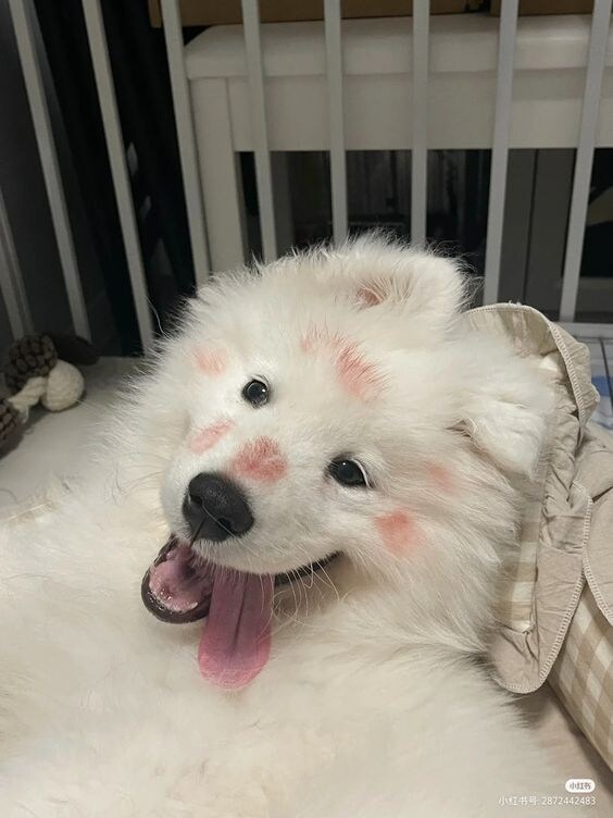 뽀뽀를 받은 멍멍이와 고양이 차이.jpg_1.jpg