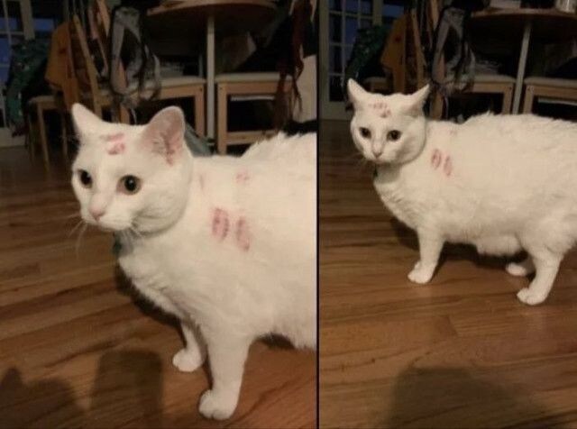 뽀뽀를 받은 멍멍이와 고양이 차이.jpg_2.jpg