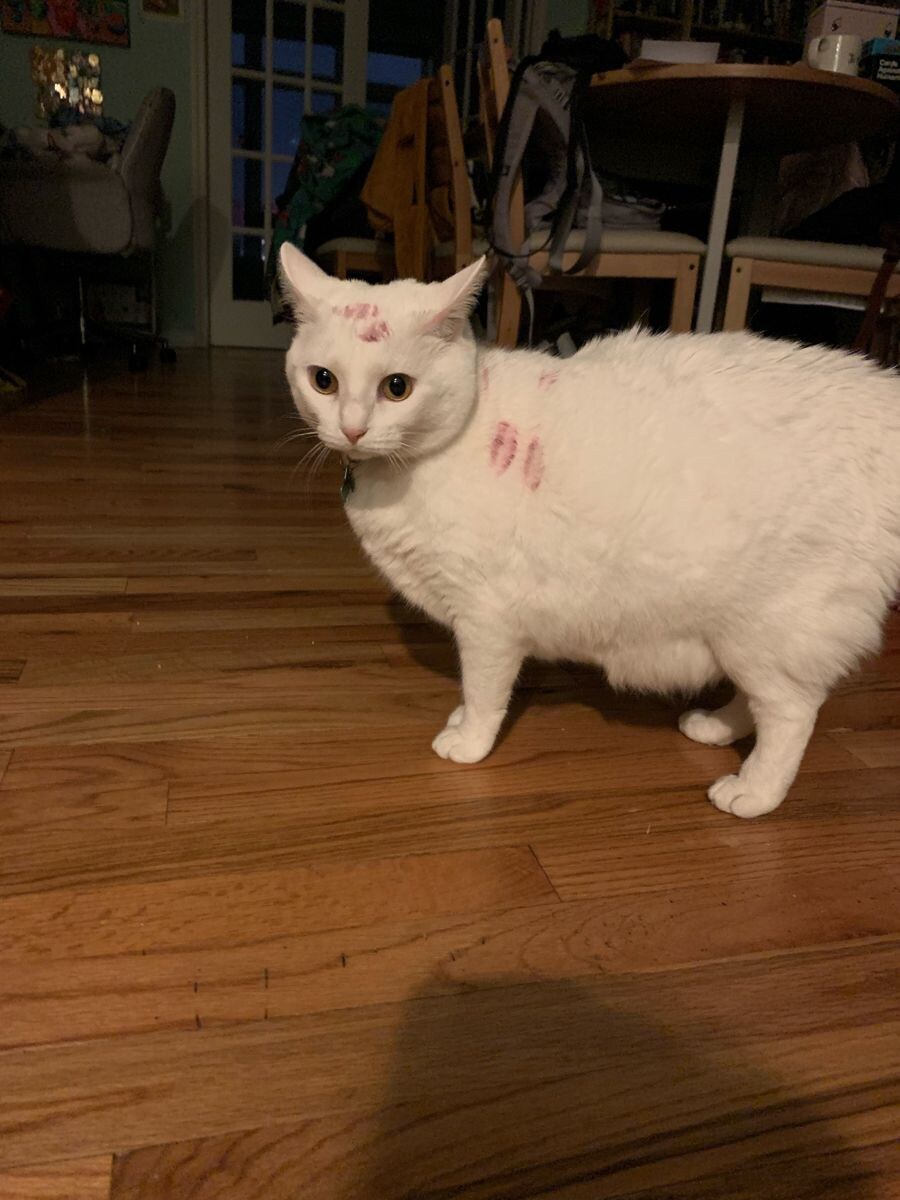 뽀뽀를 받은 멍멍이와 고양이 차이.jpg_3.jpg