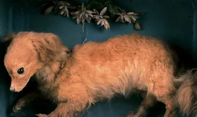 챗바퀴를 굴리기 위해 태어난 강아지: 턴스피트_3.webp