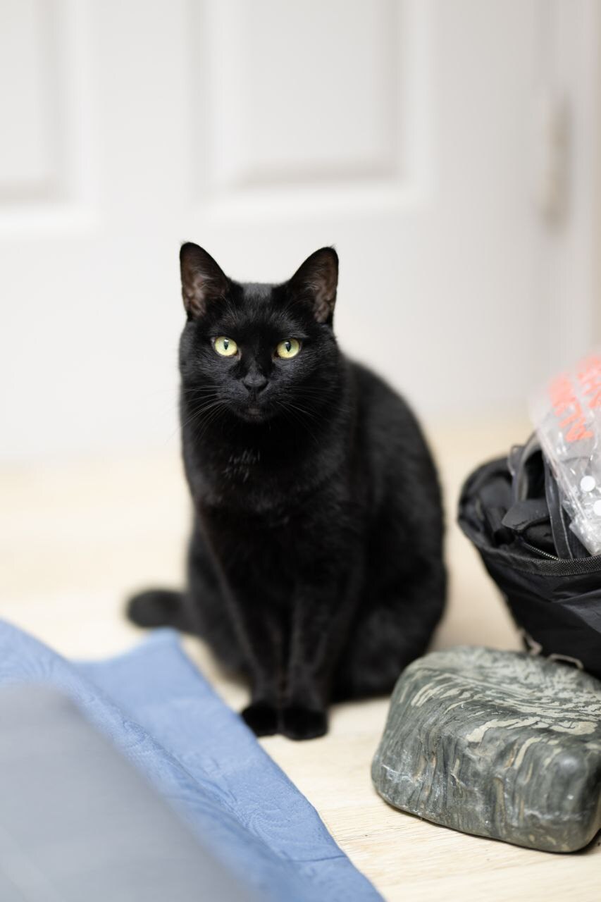 글 올리니 고양이 사진이나 올리라고..._3.jpg