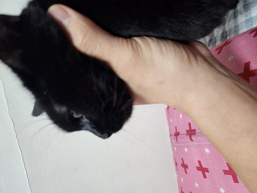 글 올리니 고양이 사진이나 올리라고..._6.jpg