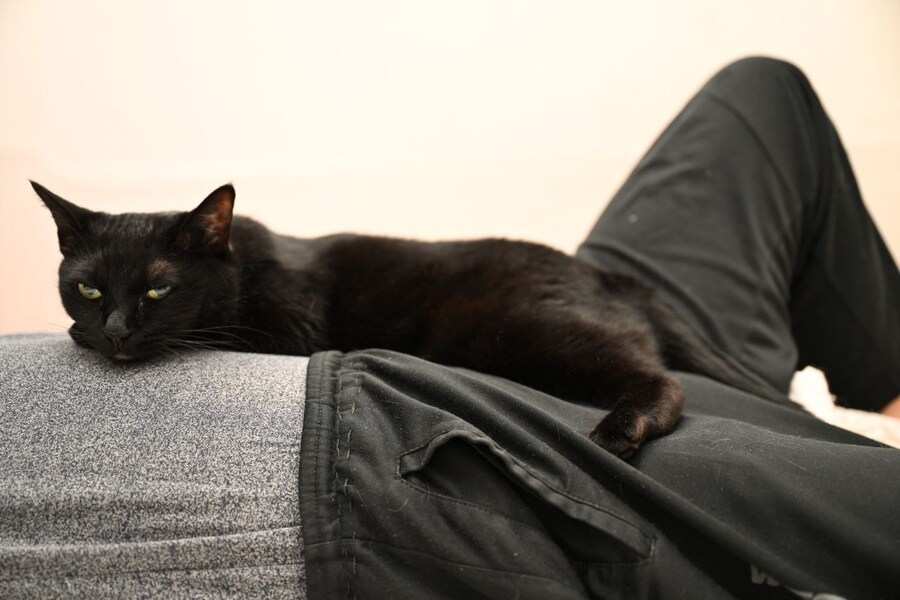 글 올리니 고양이 사진이나 올리라고..._8.jpg