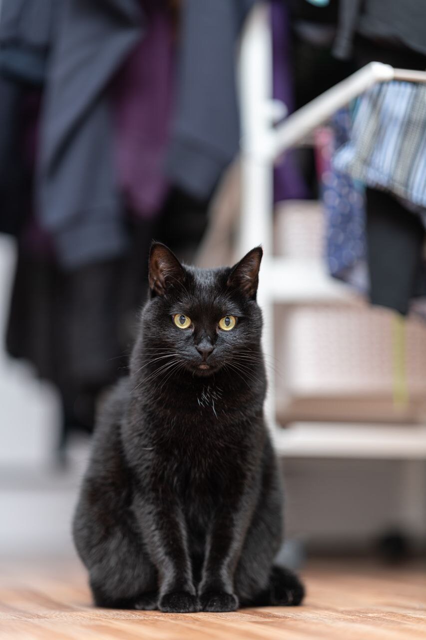 글 올리니 고양이 사진이나 올리라고..._12.jpg