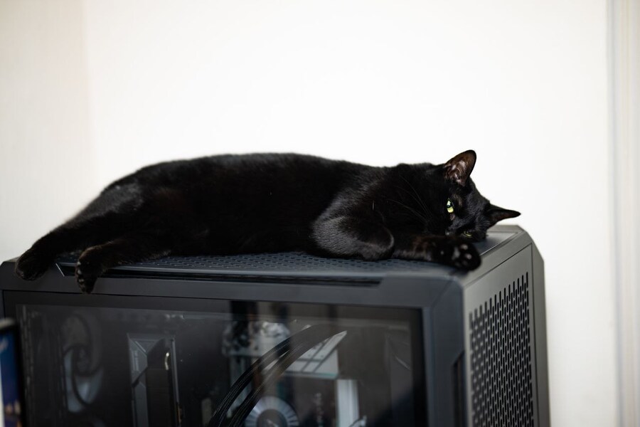 글 올리니 고양이 사진이나 올리라고..._15.jpg