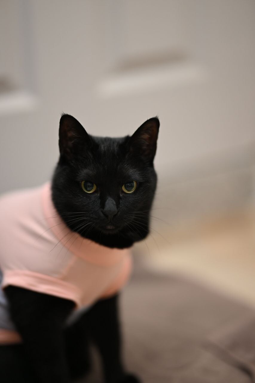 글 올리니 고양이 사진이나 올리라고..._17.jpg