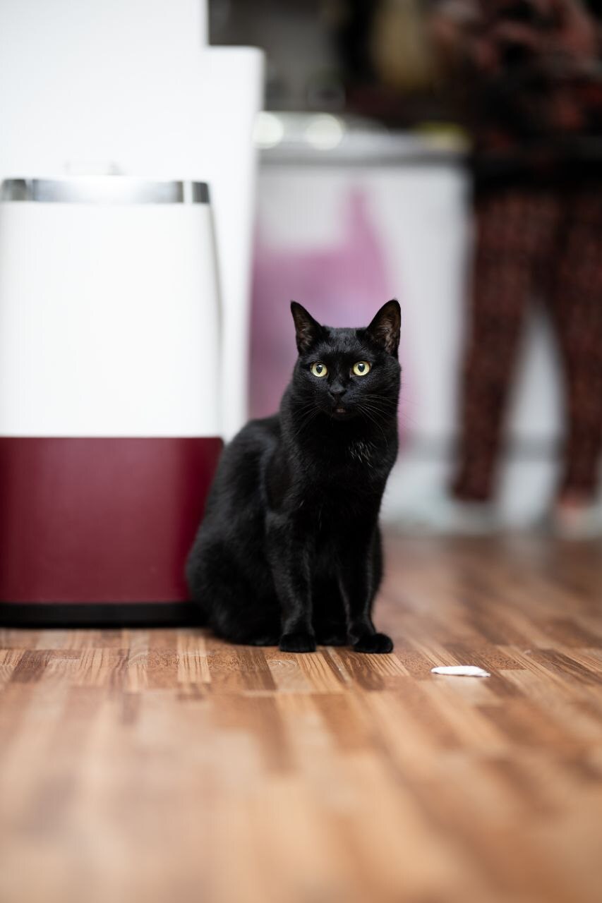 글 올리니 고양이 사진이나 올리라고..._20.jpg