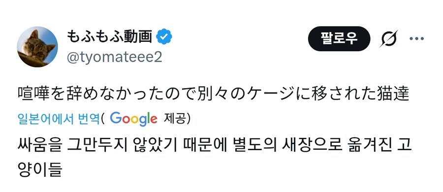 격리되고도 멈추지않는 리얼 캣파이트의 현장_1.jpg