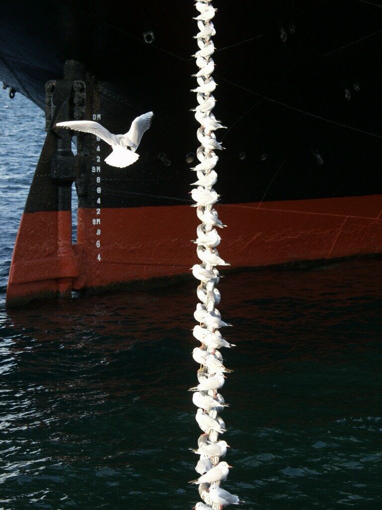 갈매기들의 안식처_1.jpg