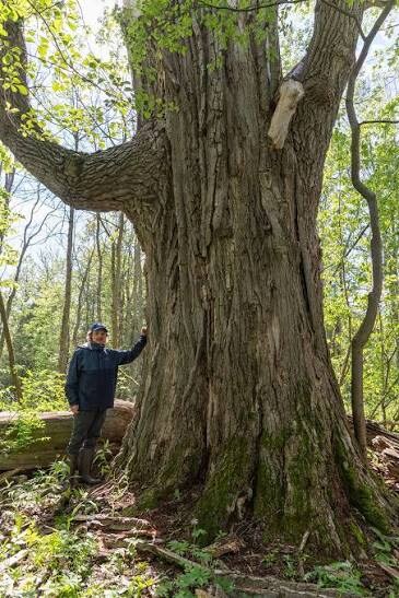 존나 빨리 자라는 대신 존나 무른 나무_3.jpg