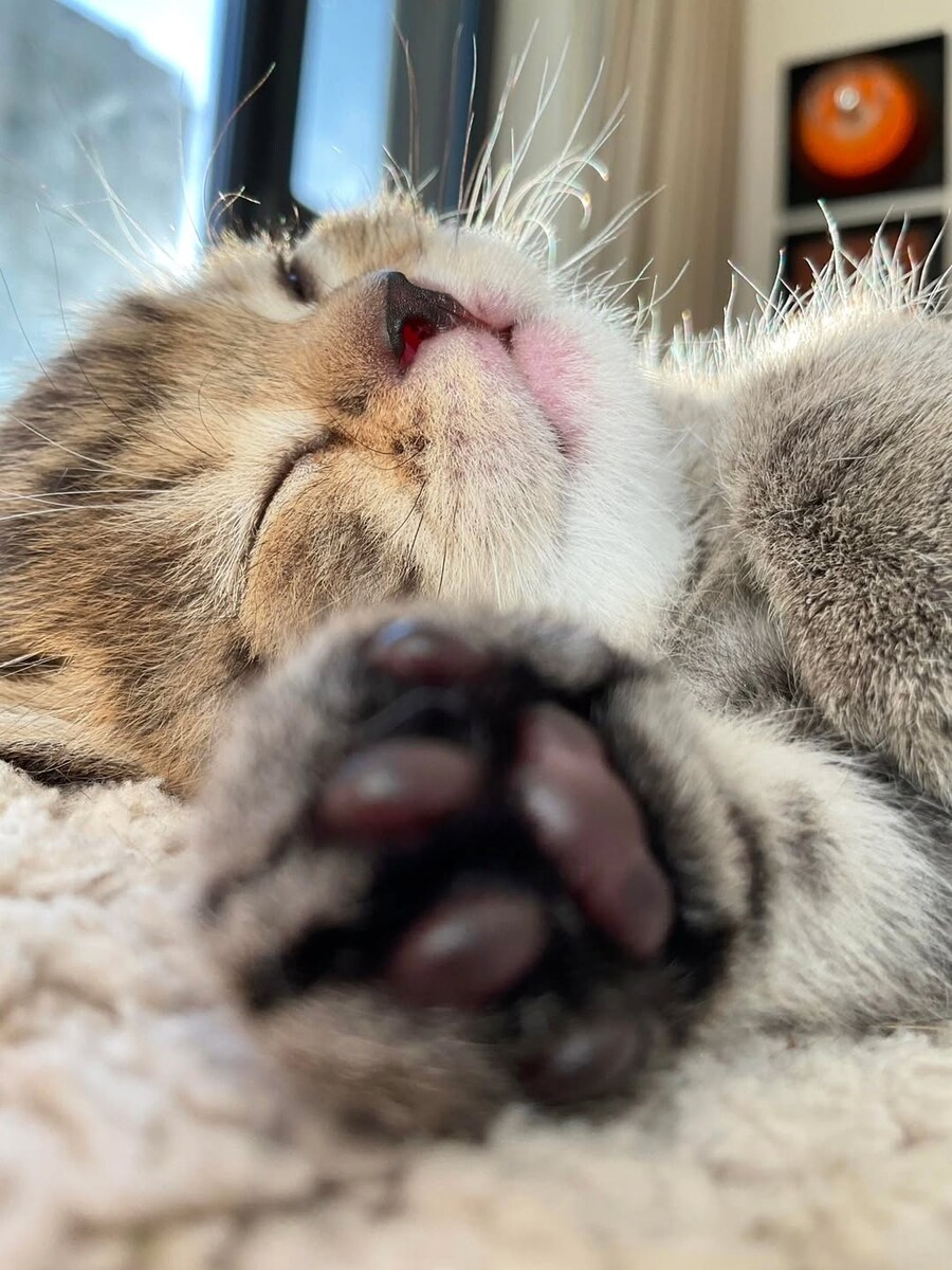 잠자는 귀요미 아깽이..._4.jpg