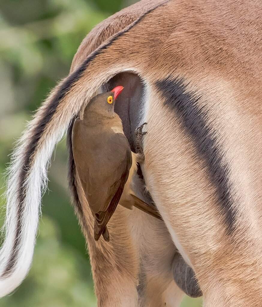 누군가의 똥구멍을 노리는 새.jpg_1.jpg