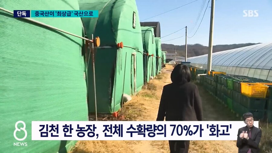 출하량의 70% 를 최고급으로 채우던 버섯농장의 비밀_3.jpg