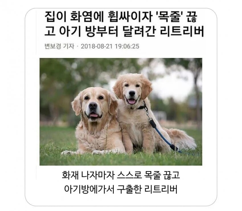 불이 났을 때 애완동물 반응_1.png