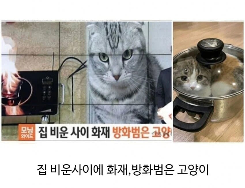 불이 났을 때 애완동물 반응_3.png