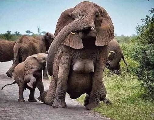 사람들이 잘 모른다는 코끼리 신체_2.jpg