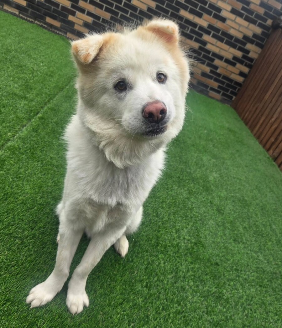 베스트 파양된 강아지 근황_3.jpg