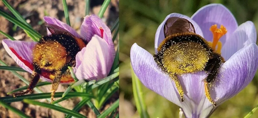 호박벌이 꿀벌의 역할을 대체하고 있다는 양봉 농가 근황_2.webp