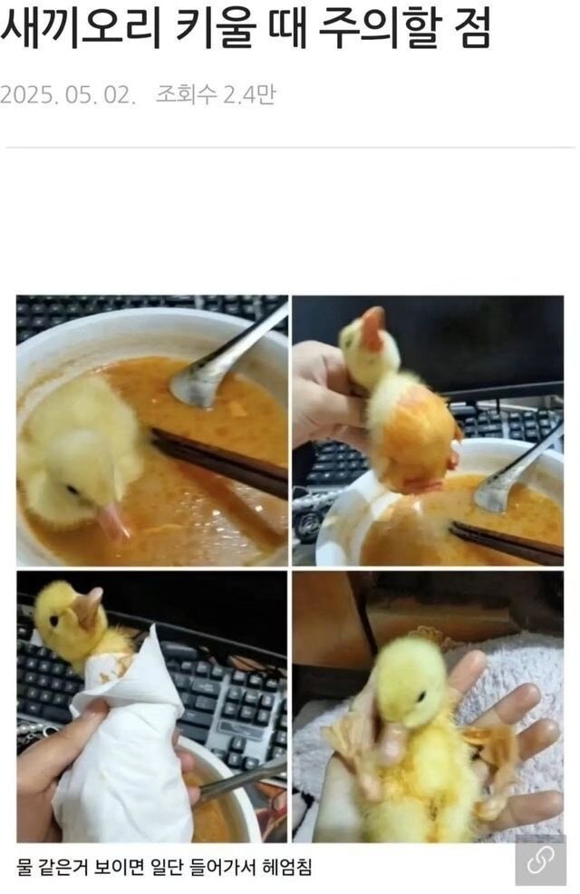 새끼오리 키울때 주의할점_1.jpg