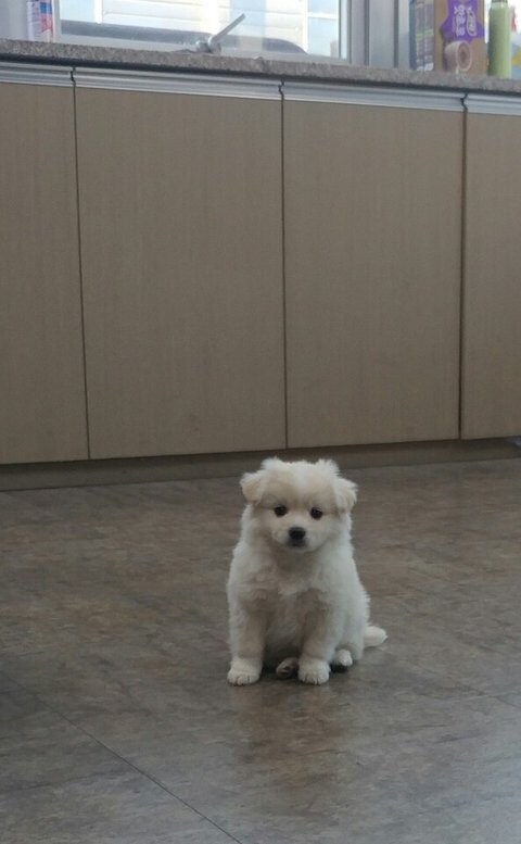 이름이 시루라는 강아지.jpg_5.jpg