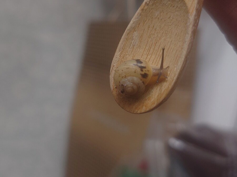 우리집 달팽이 세마리_6.jpg