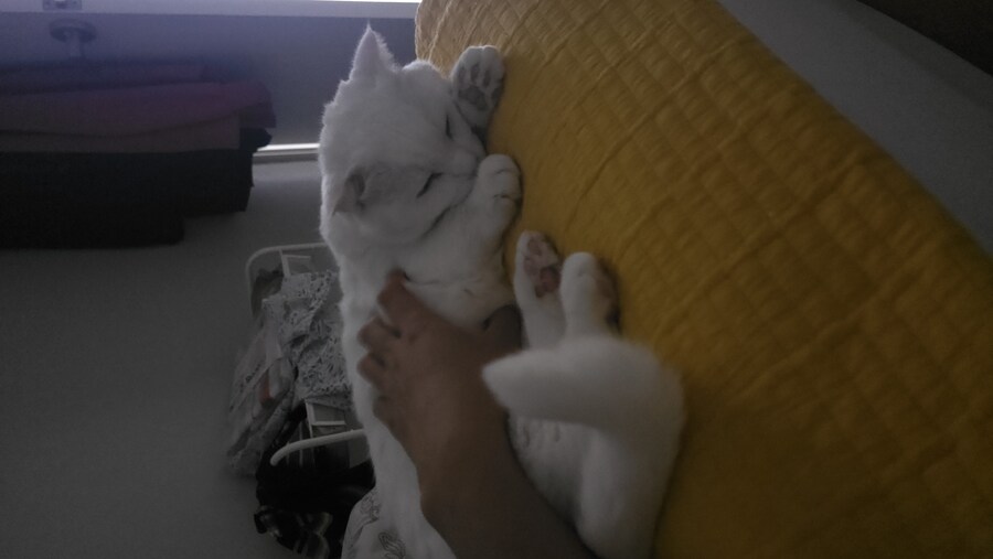 우리 고양이 특기를 소개합니다_3.jpg