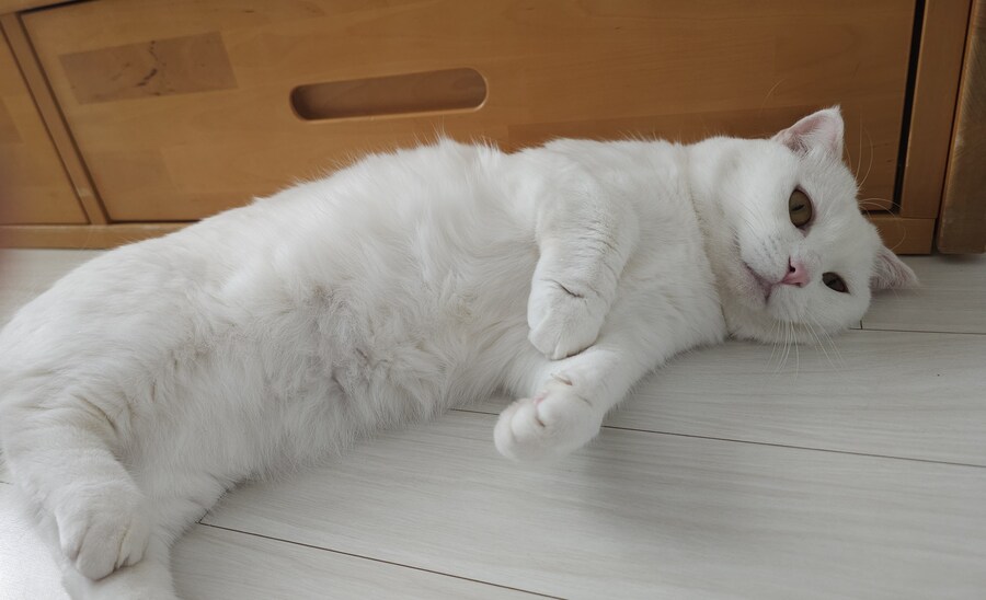 우리 고양이 특기를 소개합니다_4.jpg