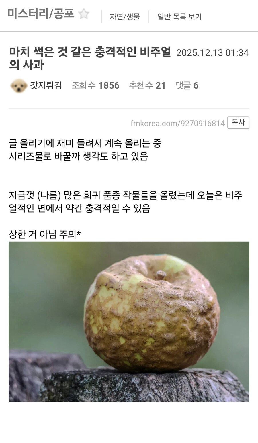 예전 서리꾼들도 훔쳐가지 않을 비주얼 사과.jpg_1.jpg