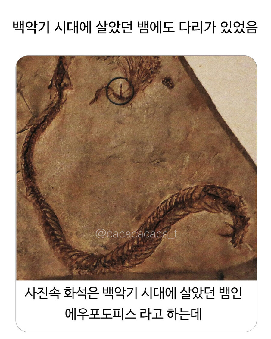 백악기때 살았던 뱀중에 다리가 있는 화석..._1.jpg