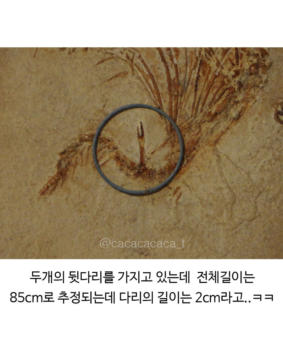 백악기때 살았던 뱀중에 다리가 있는 화석..._2.jpg