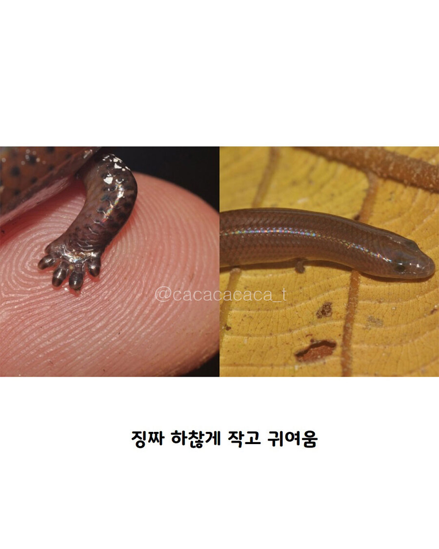 백악기때 살았던 뱀중에 다리가 있는 화석..._5.jpg