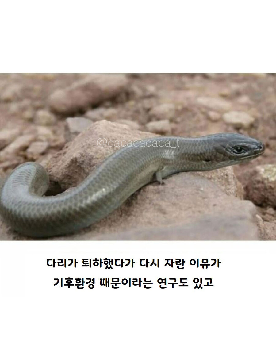 백악기때 살았던 뱀중에 다리가 있는 화석..._6.jpg