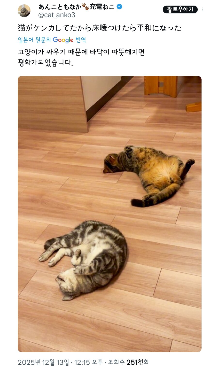 고양이 두마리가 싸움이나자 집사의 선택.jpg_1.jpg