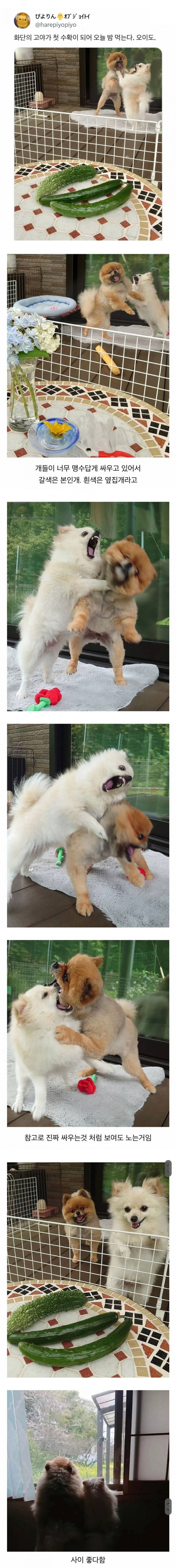 오이를 찍었 다는 트윗 jpg._1.jpg