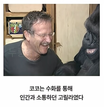 수화하는 고릴라와 로빈 윌리엄스._1.png