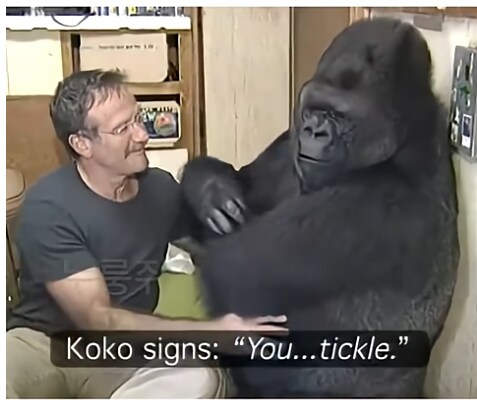 수화하는 고릴라와 로빈 윌리엄스._4.png