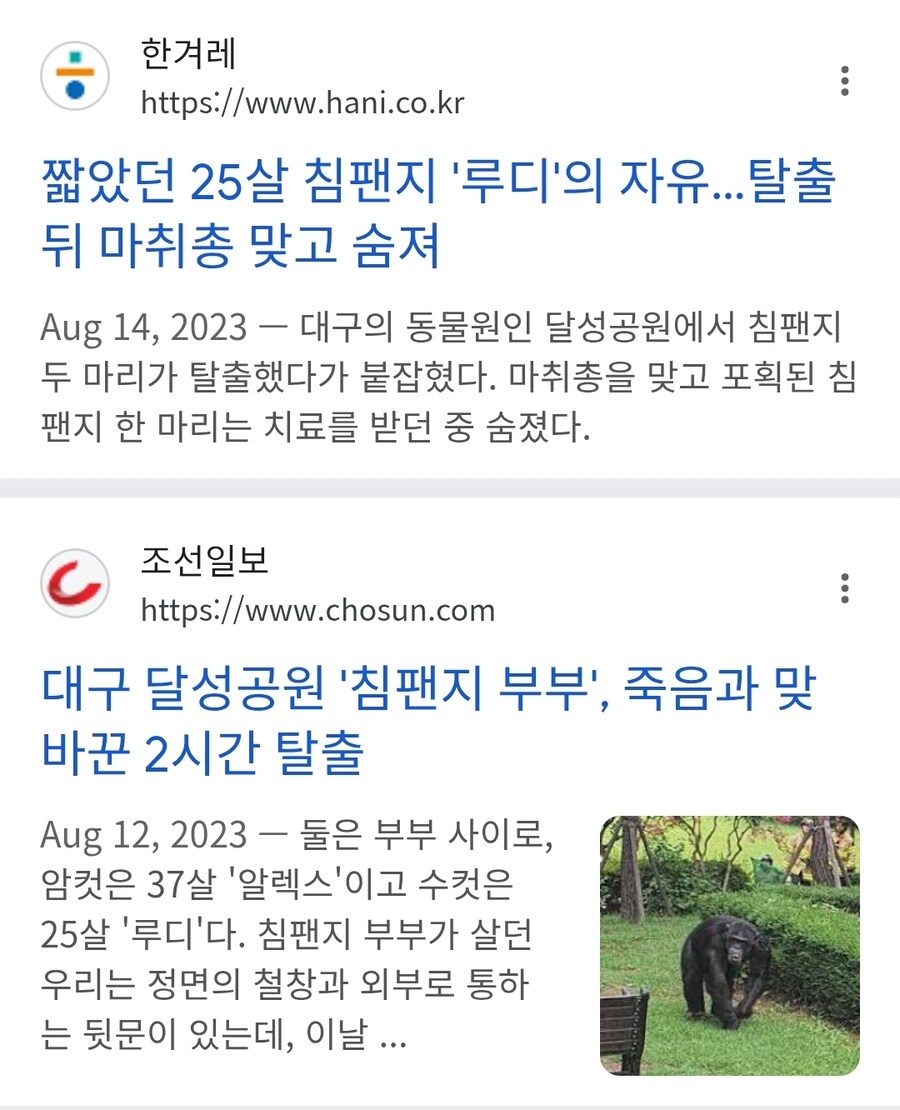 대구달성공원 우울해보이는 침팬치_4.jpg
