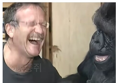 수화하는 고릴라와 로빈 윌리엄스._6.png