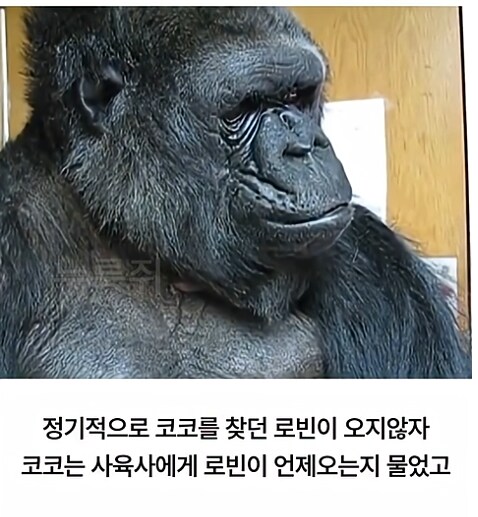 수화하는 고릴라와 로빈 윌리엄스._8.png